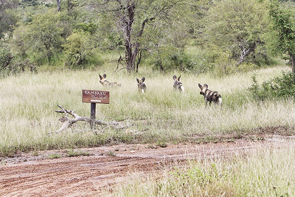 Kambaku River Sands Reserva Timbavati Exterior foto